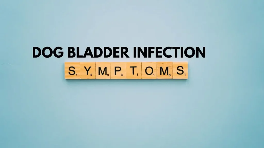 dog bladder infection symptoms